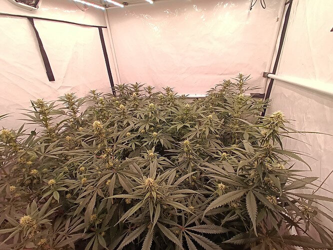 Growreport Bild 25