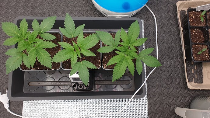 Growreport Bild 1
