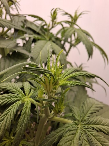 Growreport Bild 63