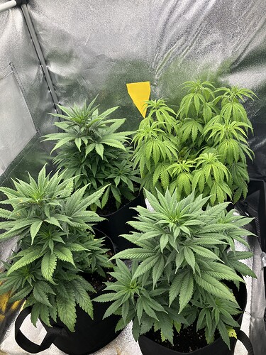 Growreport Bild 1