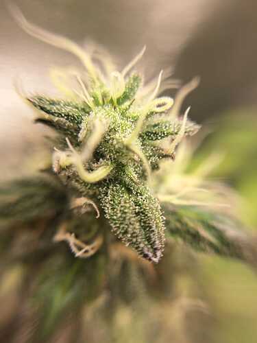 Growreport Bild 3