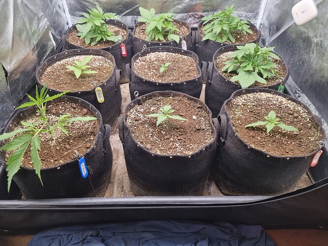Neun Cannabis-Pflanzen in Stofftöpfen, die sich in einer Growbox befinden. Die Pflanzen sind im Sämlingsstadium und zeigen unterschiedliche Wachstumsstadien.
