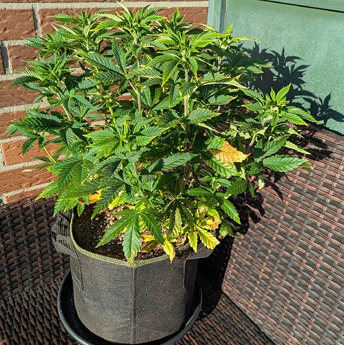 Growreport Bild 3