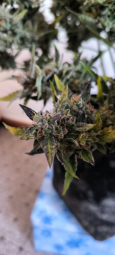 Growreport Bild 36