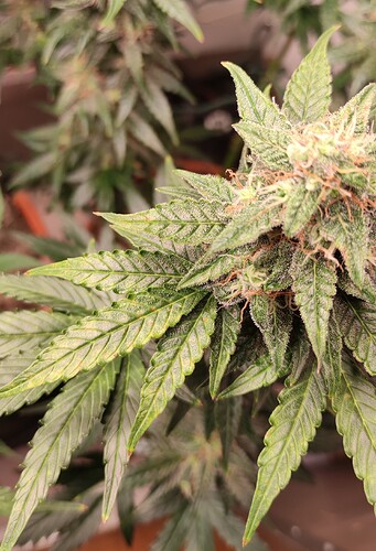 Growreport Bild 35
