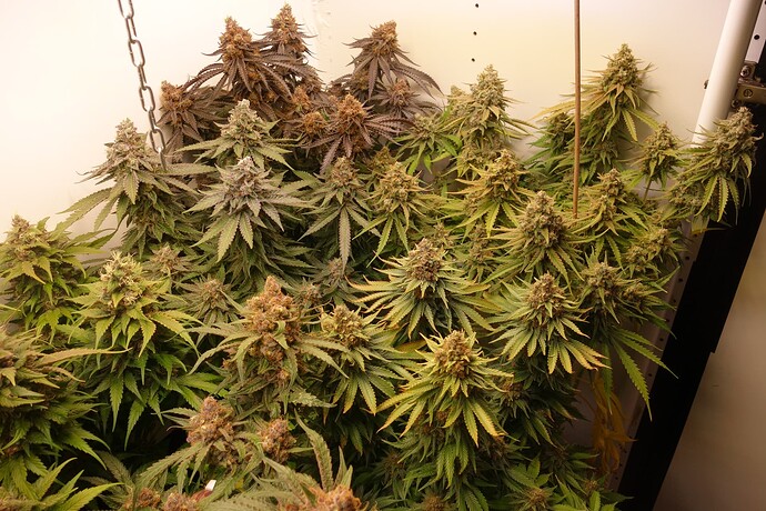 Growreport Bild 3