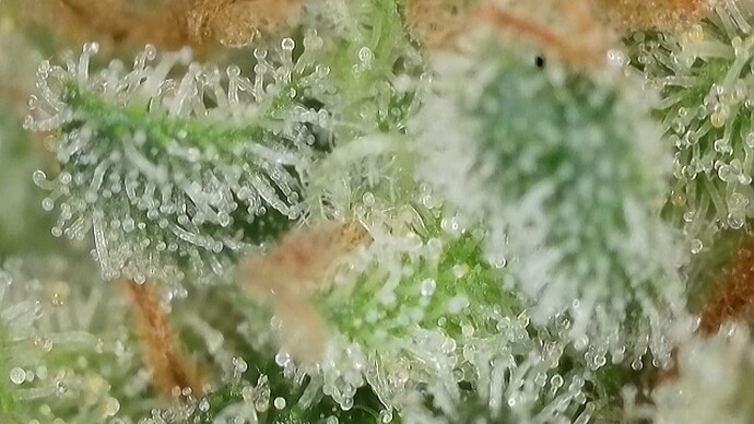 1000150451