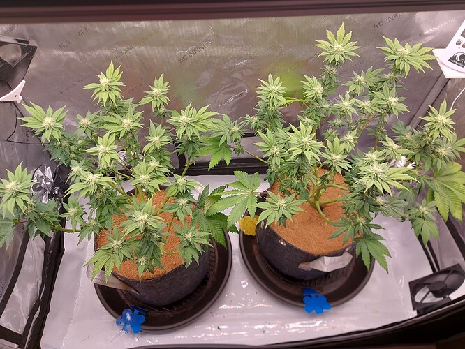 Growreport Bild 4