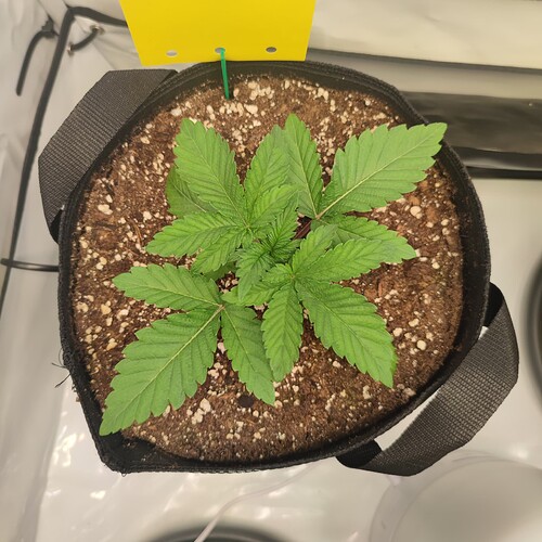 Growreport Bild 8