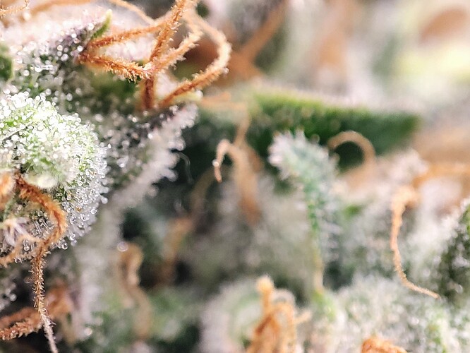 Growreport Bild 37
