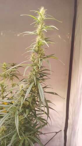 Growreport Bild 6