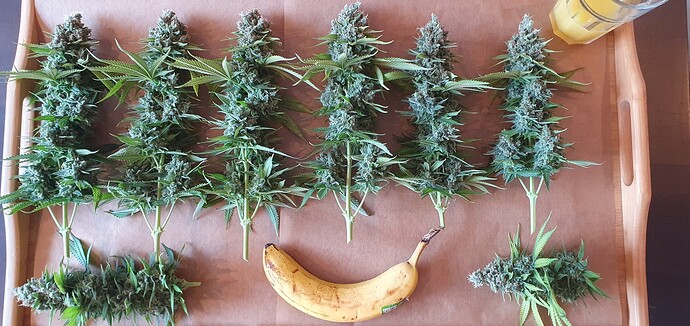 Growreport Bild 1