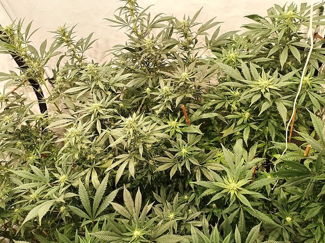 Growreport Bild 1