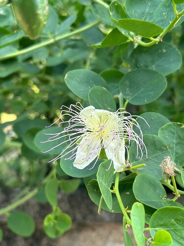Growreport Bild 72