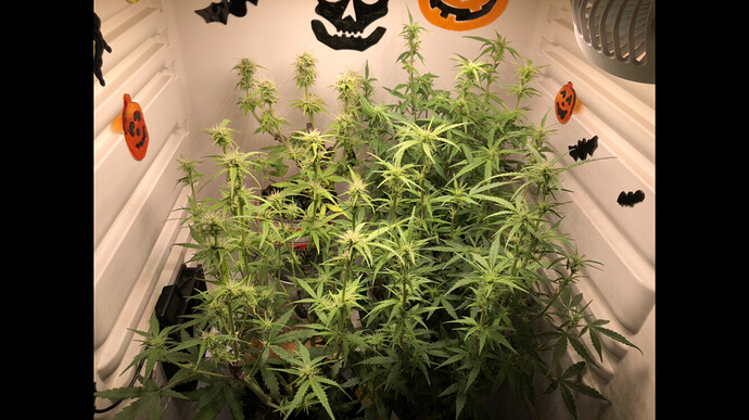 Growreport Bild 63