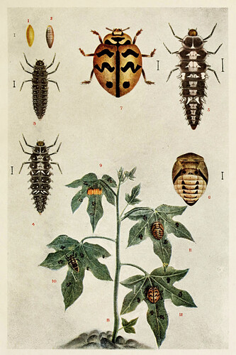 75-Indian-Insect-Life-HaroldMaxwell-Lefroy-Cheilomenes-sexmaculata