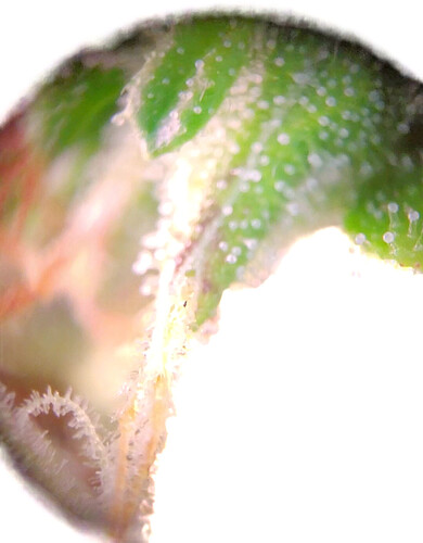 Growreport Bild 6