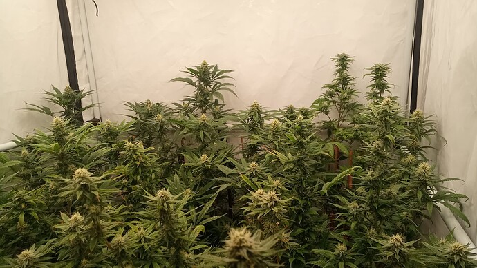 Growreport Bild 5