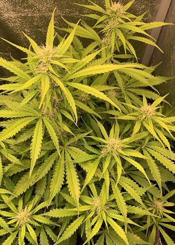 Growreport Bild 4