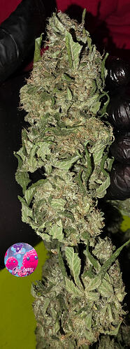 Growreport Bild 64