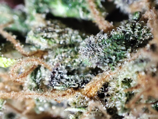 Growreport Bild 4