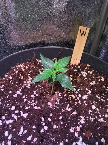 Growreport Bild 1