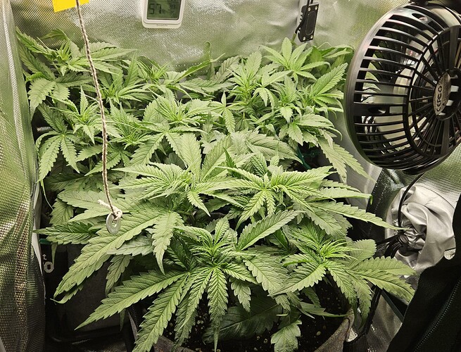 Growreport Bild 35