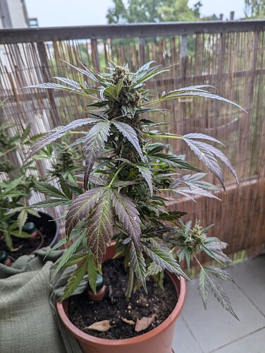 PXL_20240727_160003415