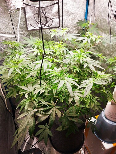 Growreport Bild 6