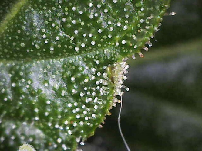 Growreport Bild 1