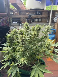 Growreport Bild 10