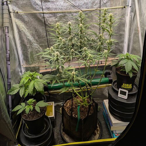 Growreport Bild 2