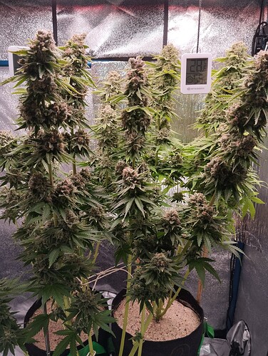 IMG_20240811_132442 - Kopie