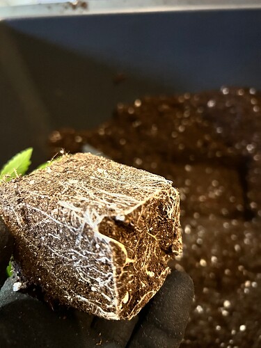Growreport Bild 9