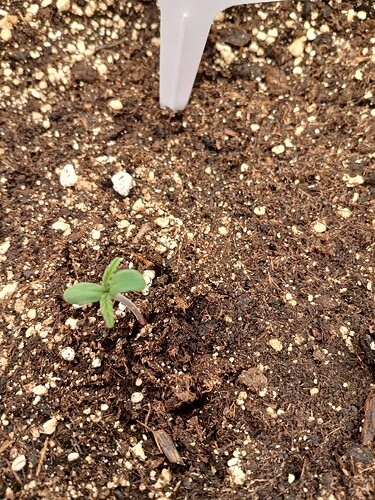 Growreport Bild 5