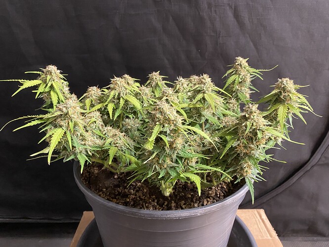 Growreport Bild 36