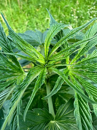 Growreport Bild 6