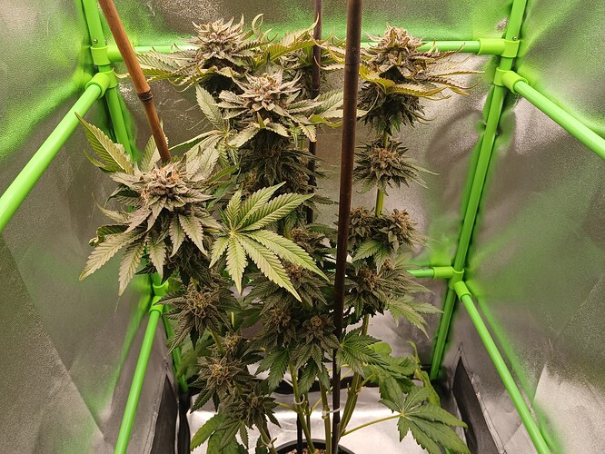 Growreport Bild 36