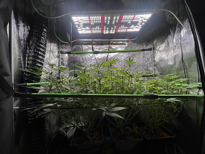 Growreport Bild 67