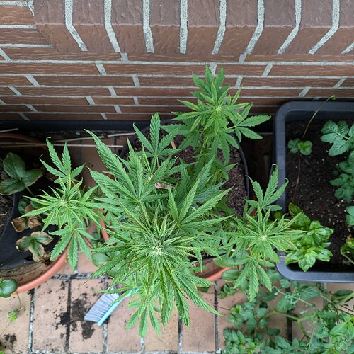 PXL_20240703_105954906