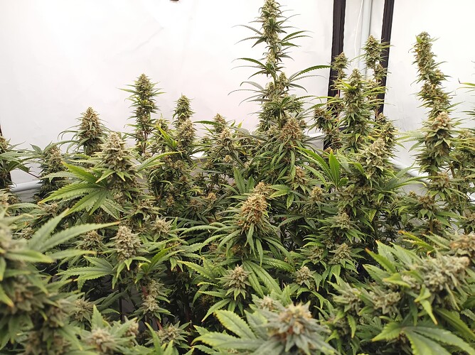 Growreport Bild 12