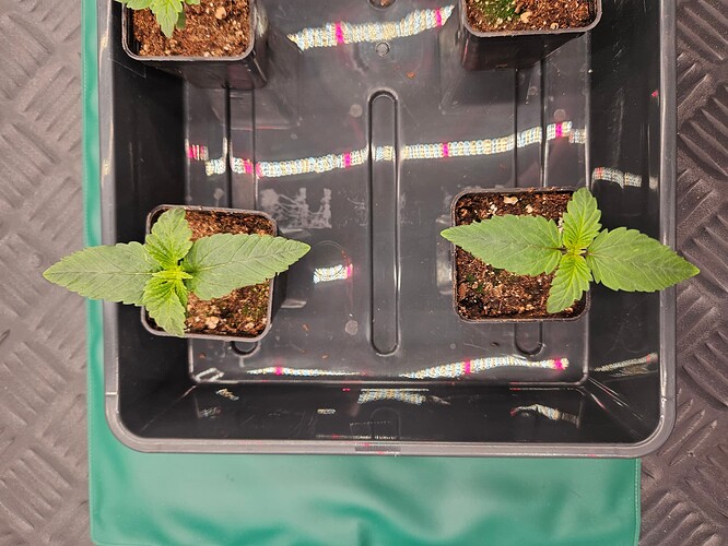 Growreport Bild 22