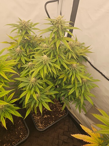 Growreport Bild 4