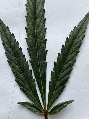Growreport Bild 8
