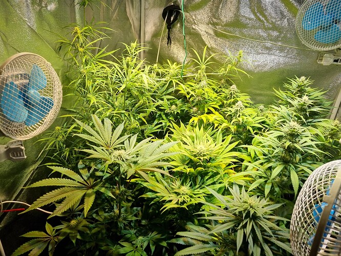 Mehrere Cannabis-Pflanzen in der Wachstumsphase in einem Zelt, beleuchtet von einer Lampe und belüftet von zwei Ventilatoren.
