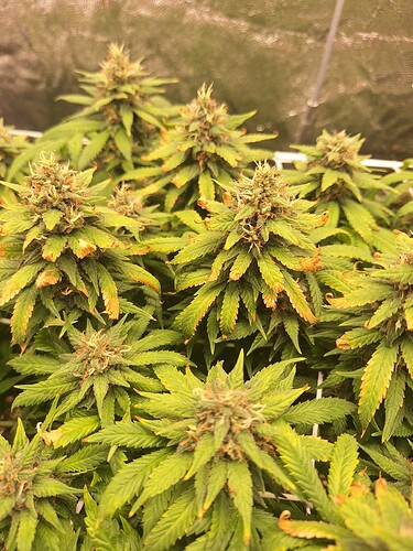 Growreport Bild 11