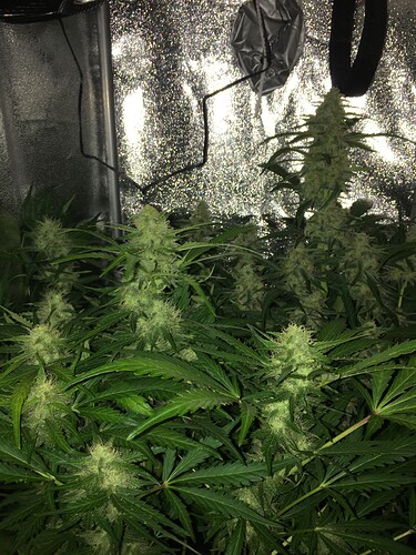 Growreport Bild 6