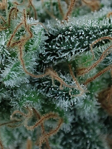 Growreport Bild 109