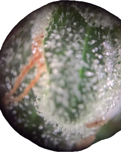 Growreport Bild 16