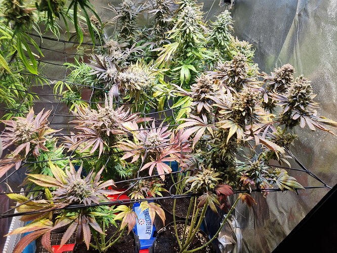 Mehrere Cannabis-Pflanzen in der Blütephase, einige mit violetten und roten Blättern, in einem Zelt mit reflektierenden Wänden.
